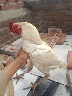 Heera Pair for sale