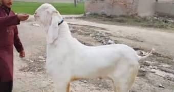 desi Bakra for sale WhatsApp number 03487390292)