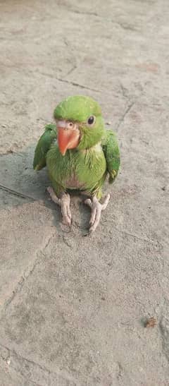gren parrot chick Available