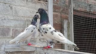 Banka