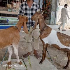 bakra