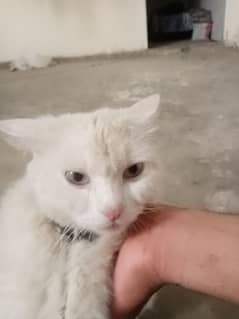 . . . . . .
