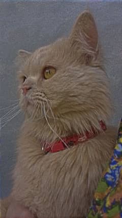 Persian