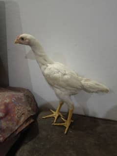 Aseel shamo pair pure white