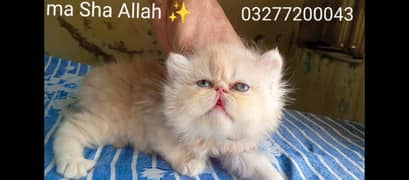 CFA bloodline pure peki flat face import qultity Triple coated kitten