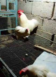 eggss