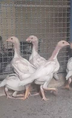 Heera eggs and chicks