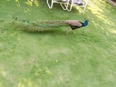 1 blue shoulder peacock male and 2 egg laying feamles, fully matured