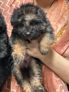 German Shepherd 03234696626