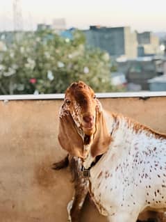 Goat for sale