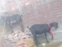 Black bakri