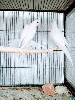 Eno Red eyes pair