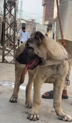 Turkish kangal 03234696626
