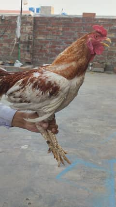 aseel
