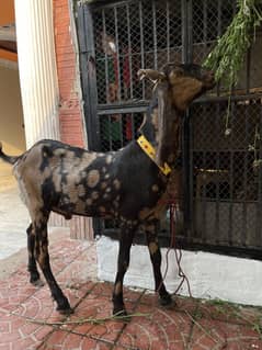 Bakra