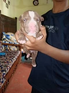 pitbull puppy