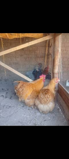 Golden buff Available For Sale