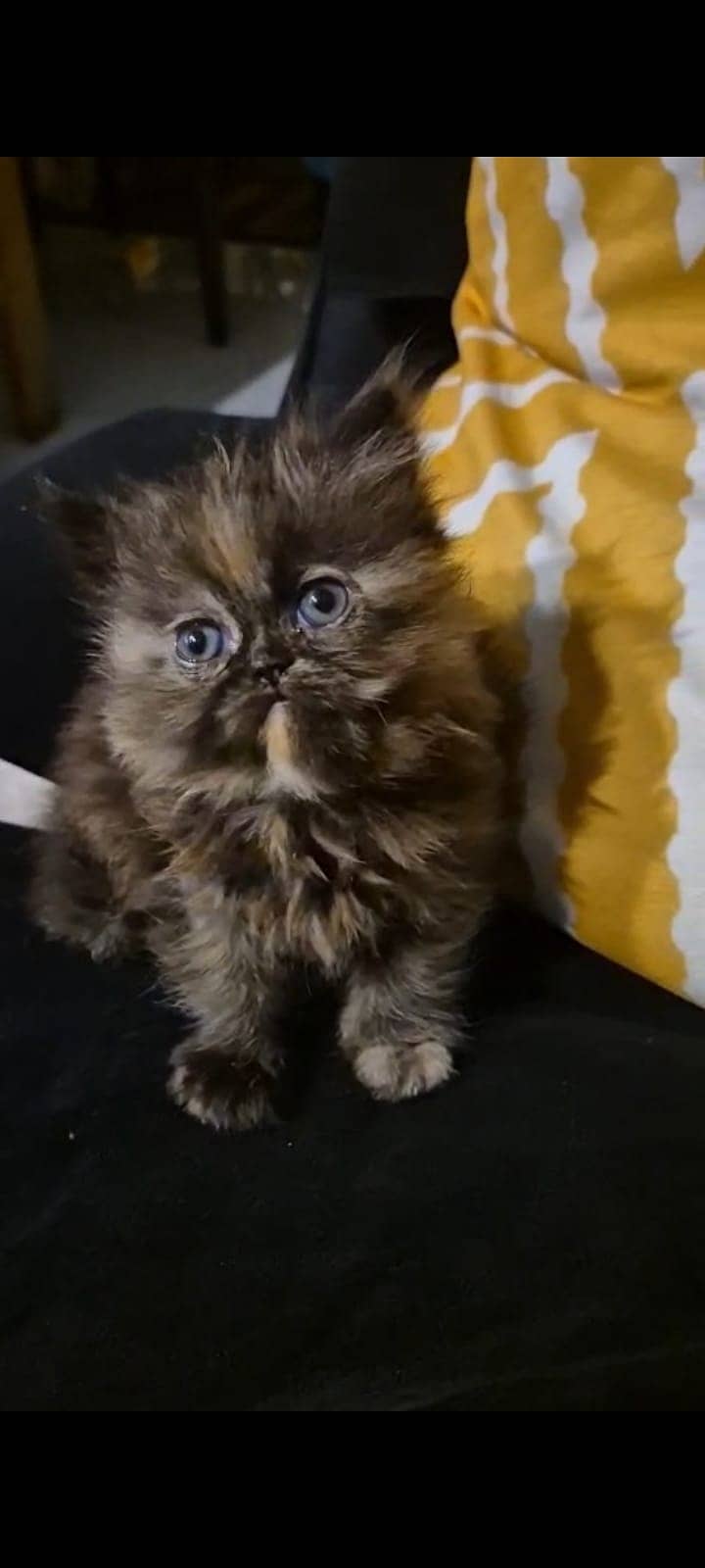 piki peke / Persian cat / Persian kitten / long coated cat 03335125710 1