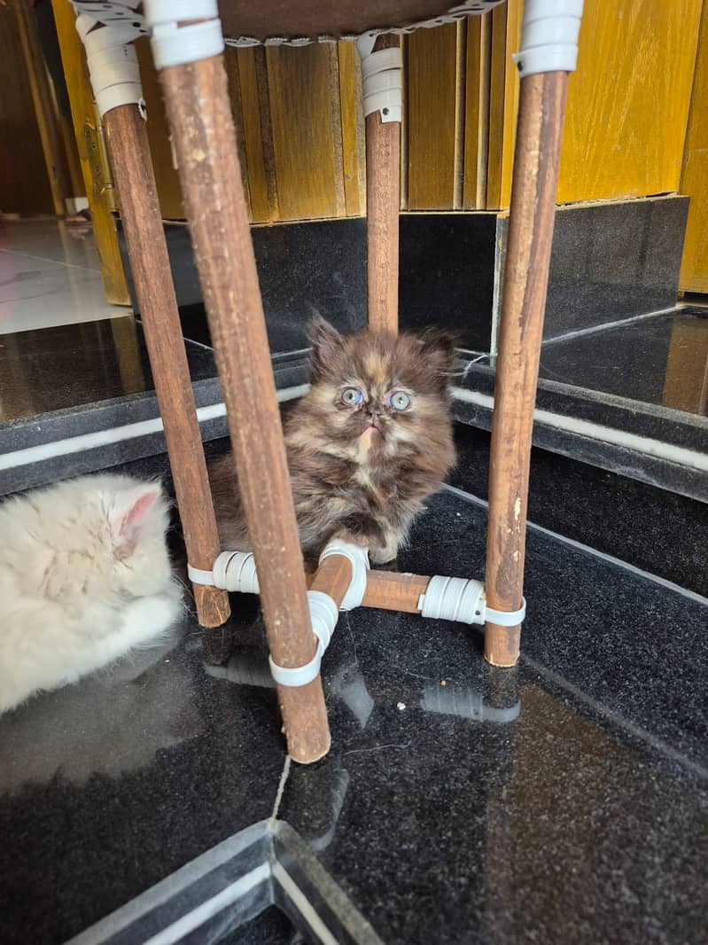 piki peke / Persian cat / Persian kitten / long coated cat 03335125710 2