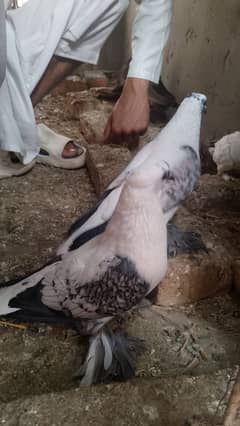 swallow 2 female for sale only 4000