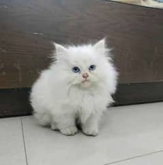 Persian Cat for sale my WhatsApp number 0326/74/83/108