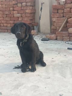 labrador top line quality