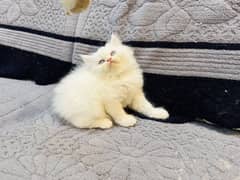Persian