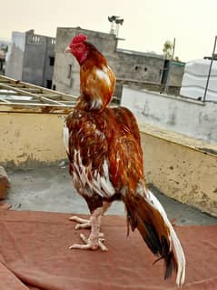 peela and lakha