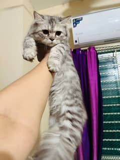 Persian