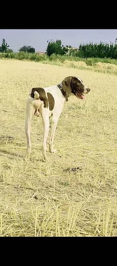 Pointer