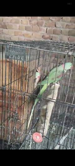 raw control breeder pair hy