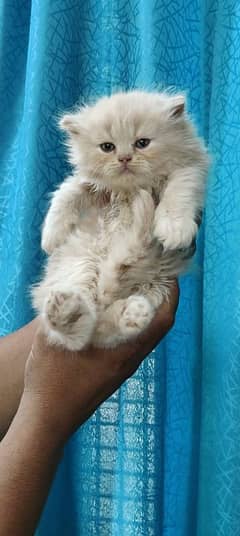 Persian