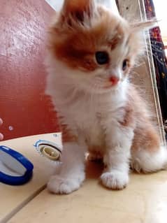 my cute kittens . . .