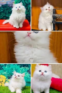 Parisian triple kittens for WhatsApp. 03463649736