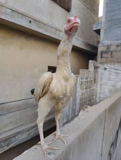 white Java female