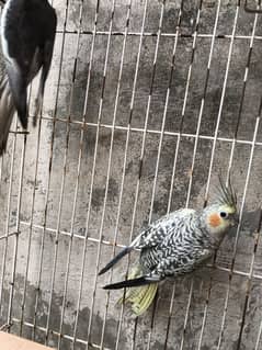Breeder