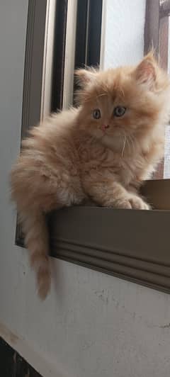 Parisian triple kittens for WhatsApp. 03463649736