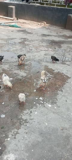 aseel chicks forsale