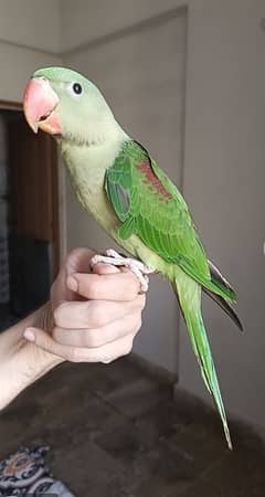 PAHARI