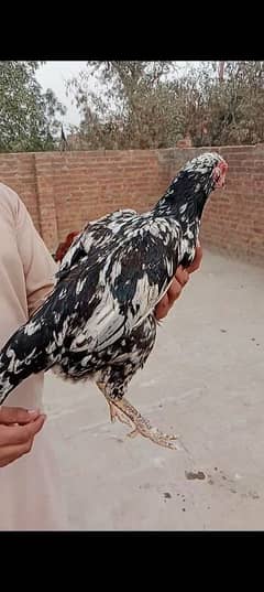 Aseel
