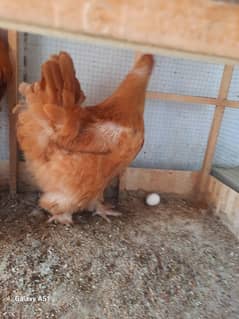 Golden Buff/ White Silkie Male / Lohman Brown