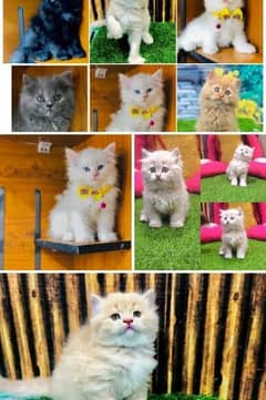 Parisian triple kittens for WhatsApp. 03463649736