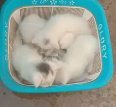 Persian Double Coated Kittens Available In Okara City