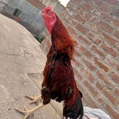 aseel