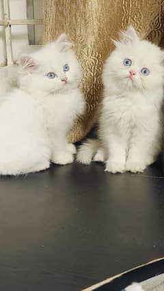 Persian kittens Available Whatsapp number 03466127216