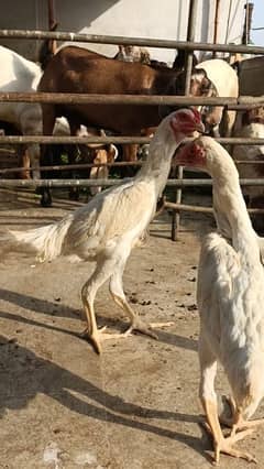 White O Shamo Chicks | King Shamo | Trio Set Shamo | shamo | Aseel
