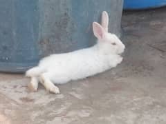 Rabbit