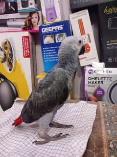 African grey parrot (4 months)