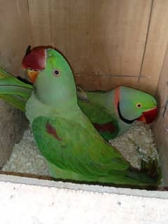 Raw breeder pair with box