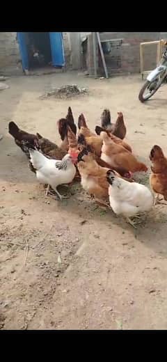 golden misri